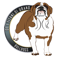 Allevamento Bulldog Inglesi DE I TITANI DI URANO