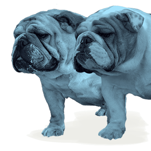 Bulldog Inglese De i Titani di Urano